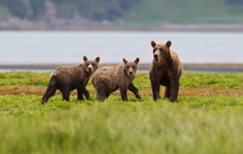 Grizzly Bear Sow And Cubs